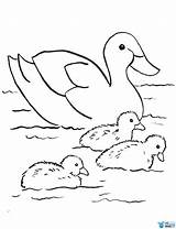 Coloring Pages Duck Ducks Choose Board Inside sketch template