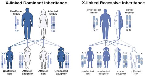 Sex Linked Inheritance Genetics Microbe Notes