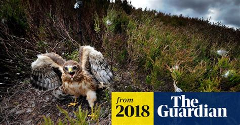 Plan To Remove Hen Harrier Chicks And Raise Them In Captivity Dismissed