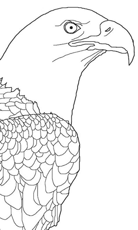 bald eagle picture coloring page netart