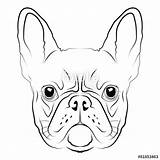 Bulldog French Face Drawing Line Vector Head Getdrawings sketch template