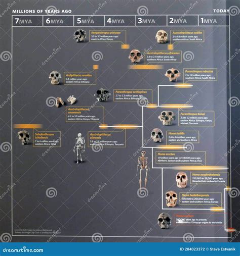 human evolution family tree chart editorial photography image