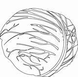 Repolho Cabbage Legume Tudodesenhos sketch template