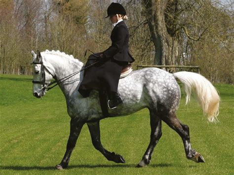 side saddle horse  rider