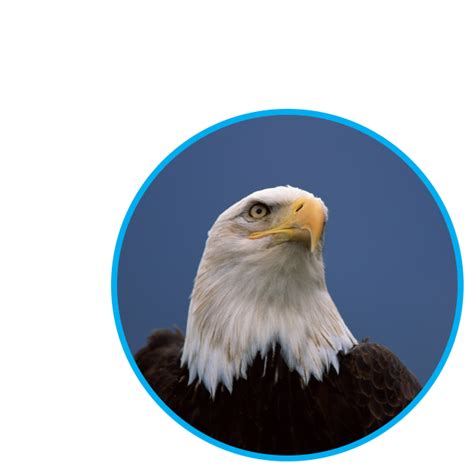 comsearch  eagle