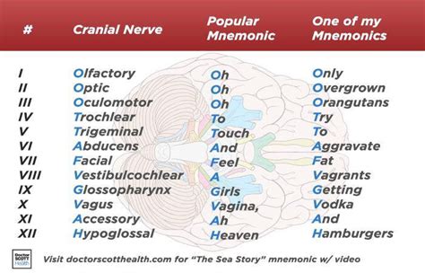 12 cranial nerves in order