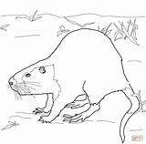 Nutria Coloring Rat Drawing Pages Coypu Supercoloring Color 12kb 1200 Nutrias Categories sketch template