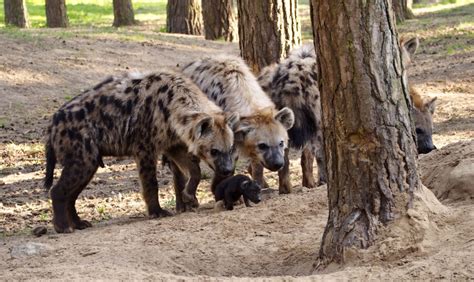 safaripark beekse bergen blij verrast met de bijzondere geboorte van twee gevlekte hyenas