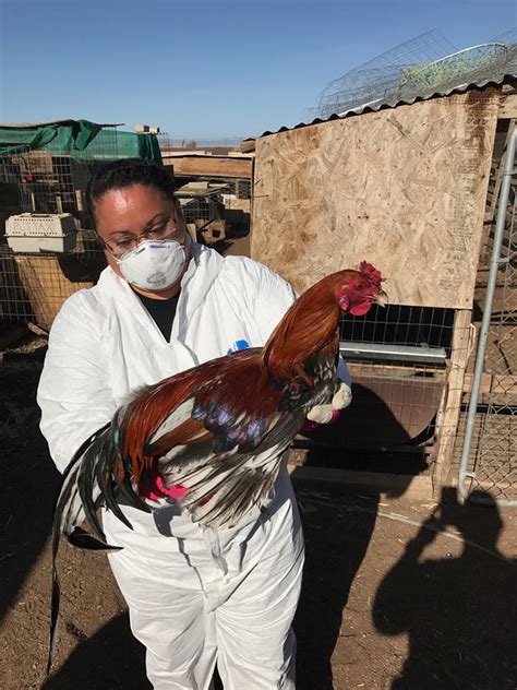 more than 1 000 birds seized in antelope valley cockfighting raid