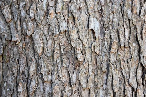 elm tree bark  photo  pixabay pixabay