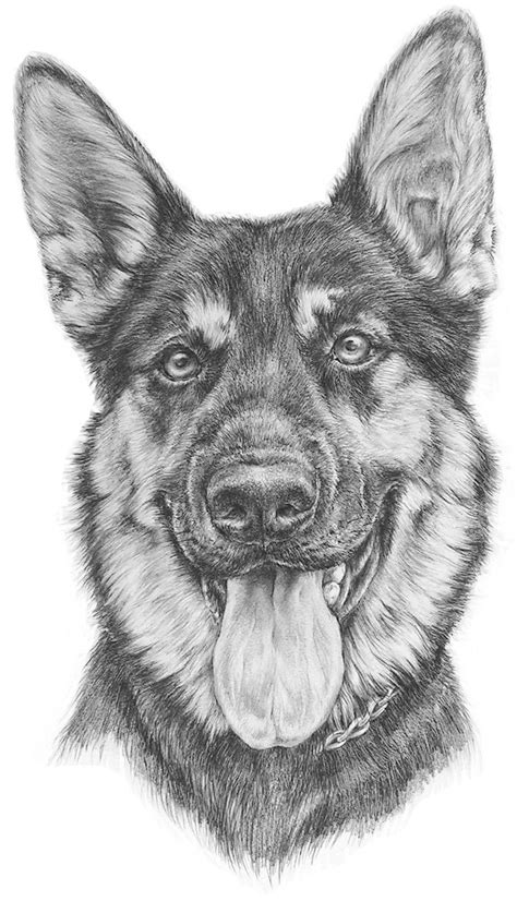 dog drawings pet portraits pet painting dog painting painted dogs