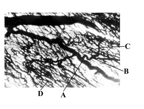 photomicrograph   dichotomous branching pattern  arterioles   scientific diagram