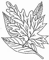 Colorat Imagini Copaci Frunze Desene Frunzulite Bookmark sketch template