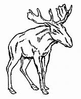 Moose Coloring Pages Head Wild Cartoon Male Young Kids Antler Template Animal Drawing Printable Antlers Coloringme Popular Getdrawings Library Clipart sketch template