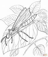 Dragonfly Coloring Pages Stands Leave Printable Insect Drawing Silhouettes Visit Clipart sketch template