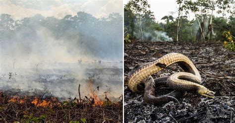 amazon rainforest  worlds largest rainforest   burning  stop   weeks
