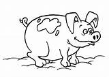 Pig Mud Coloring Bath Sheet sketch template