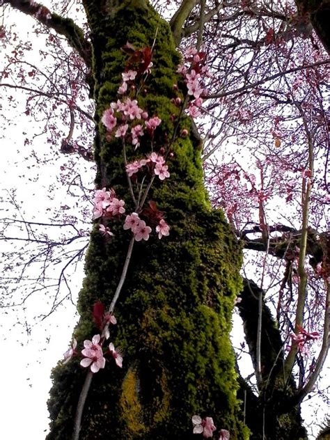Hey Look At All These Photos Of Portland Cherry Blossoms Willamette Week