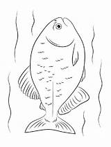 Coloring Pages Piranha Fish Piranhas sketch template