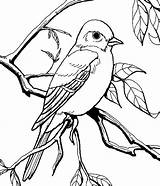 Mockingbird Coloring Pages Eye Staring Patagonian Garden Flower Size Drawings Color 9kb 699px Colorluna Print sketch template