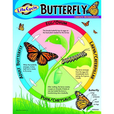 chart life cycle   butterfly life cycles life cycle learning