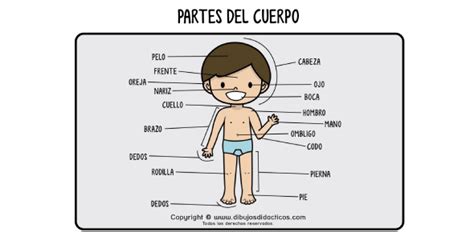 spanish body parts quiz trivia questions
