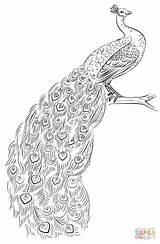 Peacock Coloring Pages Drawing Printable Draw Outline Adult Peacocks Drawings Step Sketch Color Tutorials Supercoloring Adults Kids Template Colouring Realistic sketch template