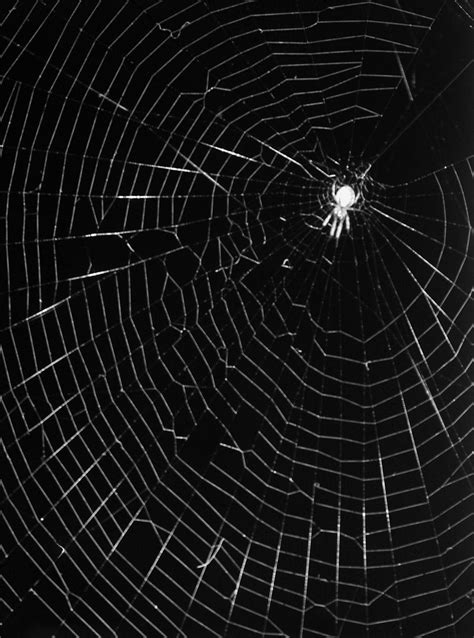 spider web  craftytash  deviantart