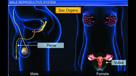 Cbse Class 12 Biology Human Reproduction 1 Male Reproductive System
