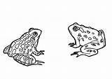 Coloring Frogs Large sketch template