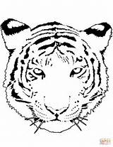 Tigre Disegno Zum Ausmalen Tigers Sabertooth Malvorlagen Supercoloring Cuccioli Matita Hobi Albanysinsanity sketch template