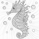 Coloring Seahorse Adult Antistress Stock Doodle Illustration Vector Depositphotos Ftcdn T4 sketch template