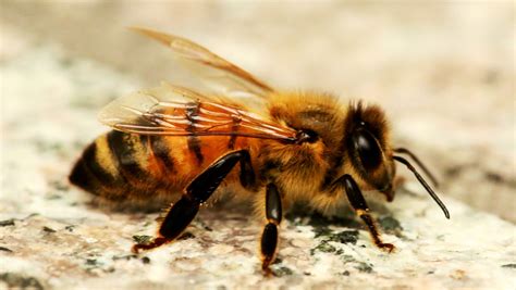 honey bee wallpapers wallpaper cave