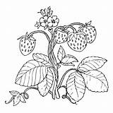 Strawberry Coloring Plant Drawing Pages Color Strawberries Printable Getdrawings Print Getcolorings sketch template