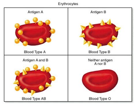 interesting fact  human body blood grouping   ab
