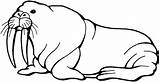 Walrus Coloring Pages Clipart sketch template