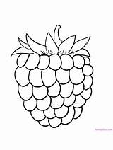 Raspberry Coloring Pages Raspberries Fruit Berries Color Printable Gaddynippercrayons Kids Name sketch template