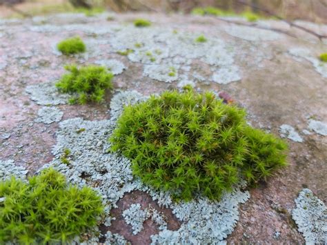 beatiful moss   backyard  ideas  species   rmoss