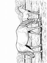 Paarden Pferde Colorare Cavalli Ausmalbilder Paard Pferdebild Malvorlage Zo Stimmen Stemmen 1034 1025 1041 sketch template