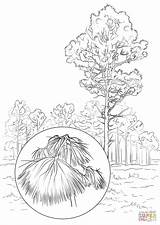 Pine Longleaf Coloring Pages Drawing Maine Nevada Printable Tree Getcolorings Color State Getdrawings Willpower Surging sketch template
