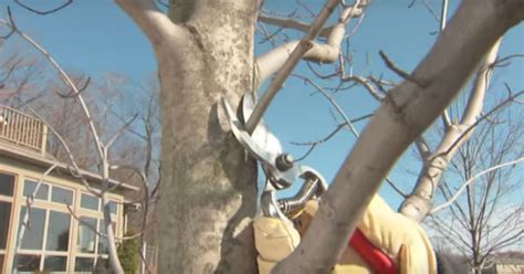 Prune Trees Guide Shows How And When To Trim For Healthy