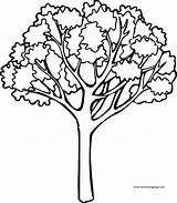 Coloring Fall Tree Big Wecoloringpage sketch template