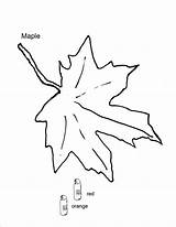 Maple Leaf Coloring sketch template