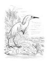 Lake Coloring Egret Snowy Loon sketch template