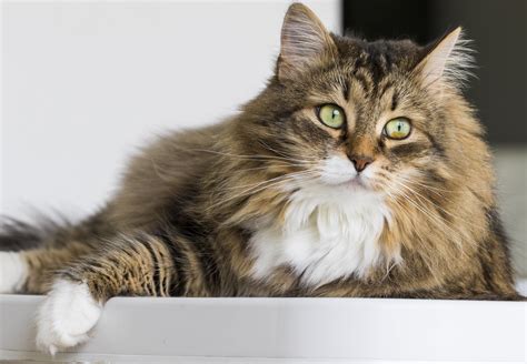 pretty cat with green eyes and brown white hair siberian purebred