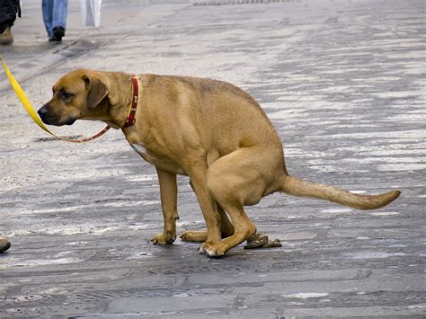 dogs   poo     earths magnetic field guardian