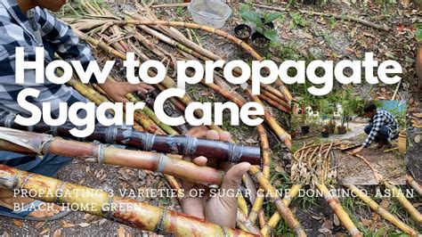 propagate sugar cane grow   sugar cane youtube