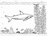 Shark Reef Blacktip Coloring Pages Robin Great sketch template