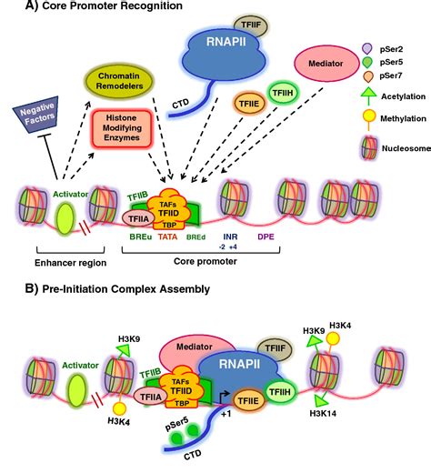 figure    transcription cycle  eukaryotes  productive initiation  rna
