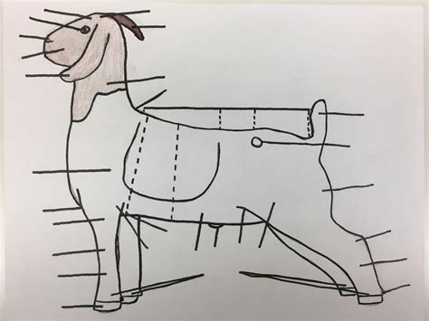 goat parts diagram quizlet